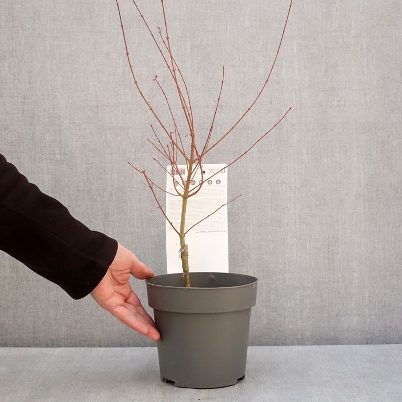 Example of Erable du Japon - Acer palmatum Taylor Pot de 3L/4L as you get in hiver