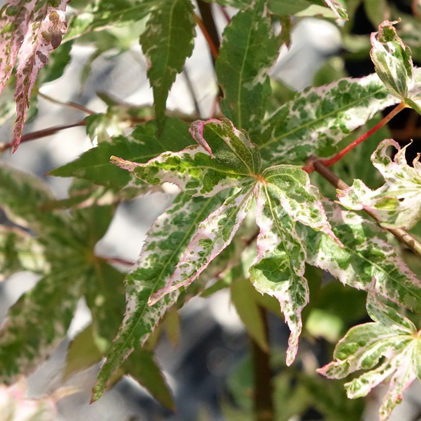 Erable du Japon - Acer palmatum Ukigumo (Foliage)