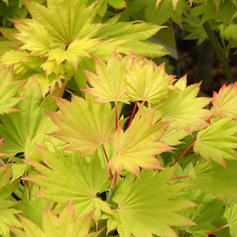 Érable du Japon - Acer shirasawanum Aureum (Foliage)