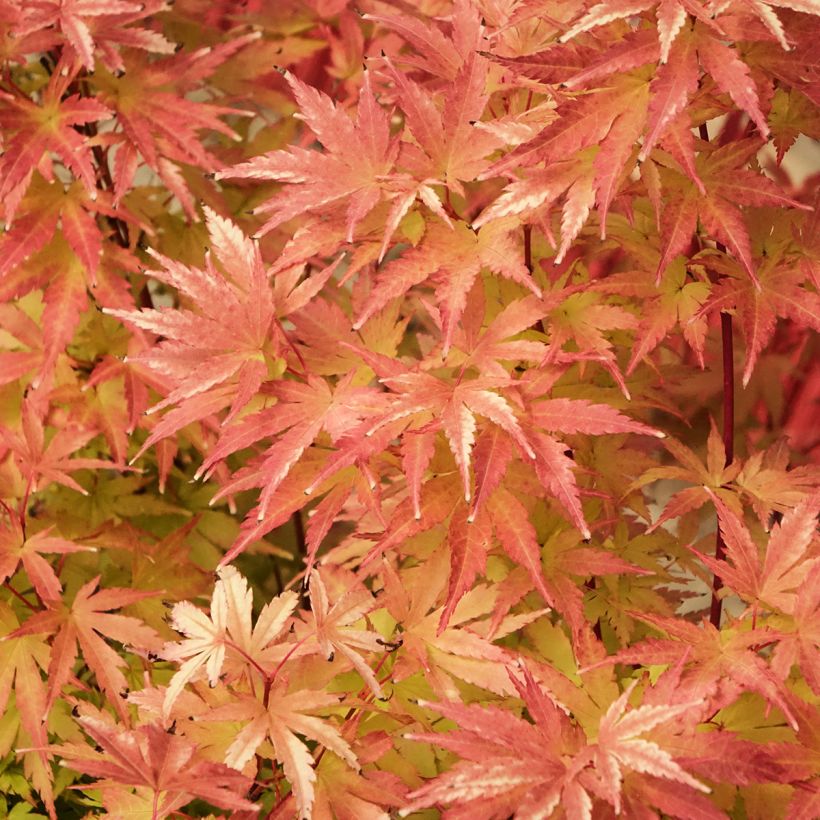 Erable du Japon Red Wood greffé (Foliage)