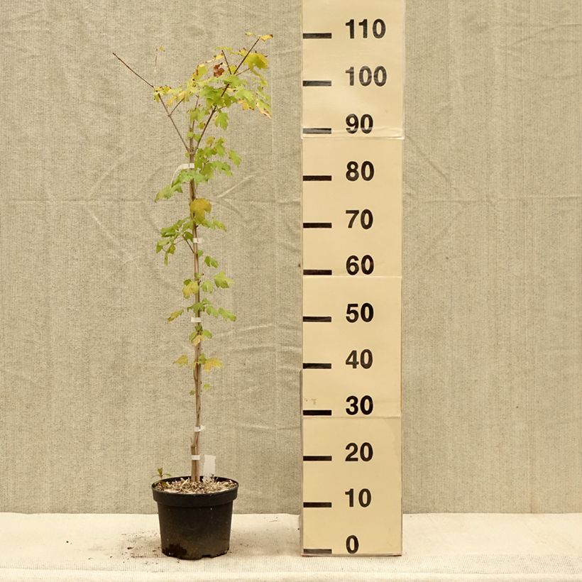 Example of Erable hybride - Acer x orientalia Minorient Pot de 3L/4L as you get in automne