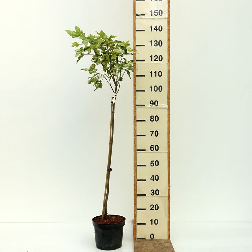 Example of Erable sycomore - Acer pseudoplatanus Simon-Louis Frères Pot de 4L/5L, Tige as you get in ete