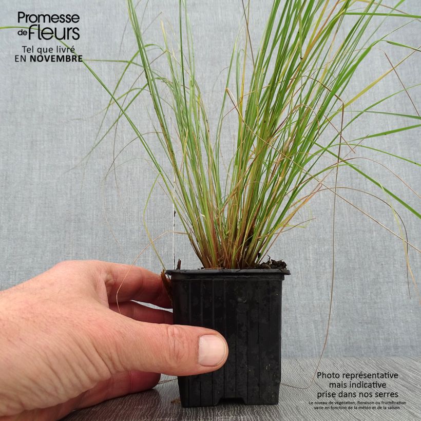 Example of Eragrostis curvula - Herbe d'amour Godet de 8/9 cm as you get in automne