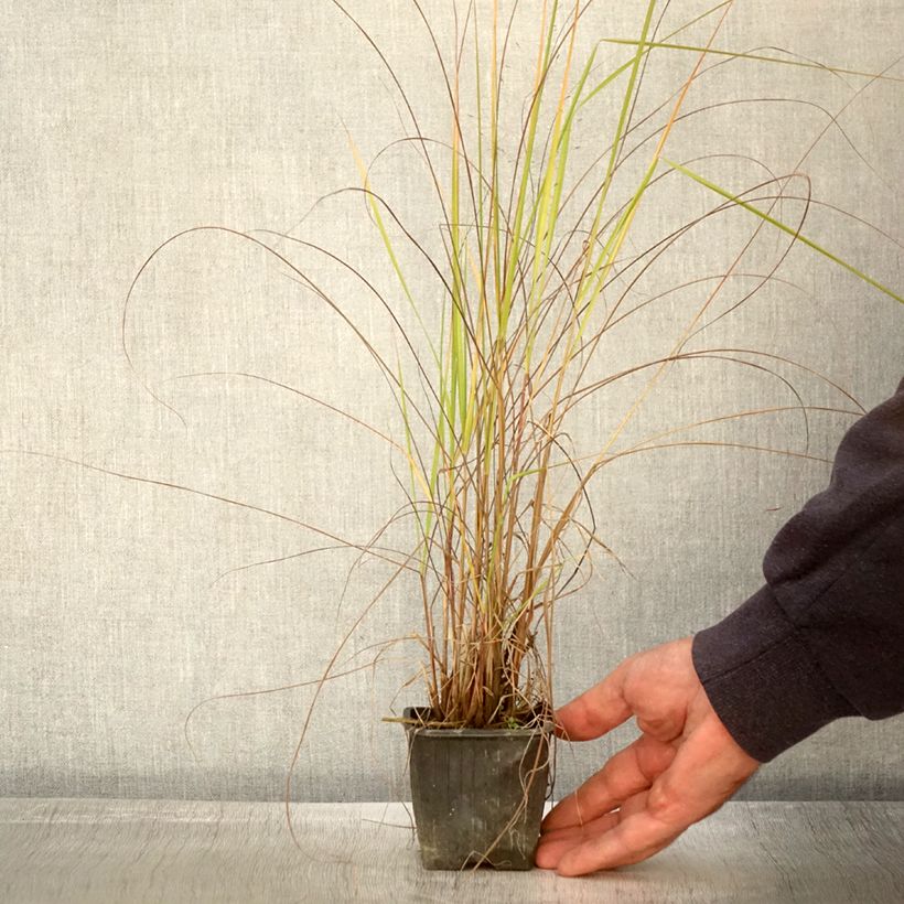 Example of Eragrostis trichodes - Herbe d'amour Godet de 8/9 cm as you get in automne