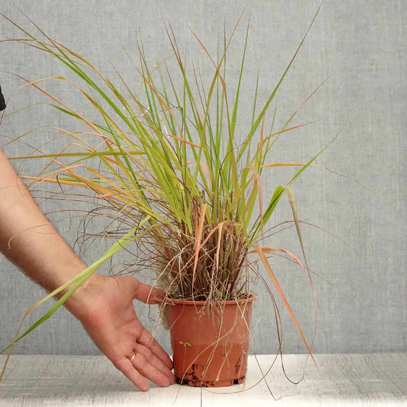 Example of Eragrostis trichodes - Herbe d'amour Pot de 1L/1,5L as you get in ete