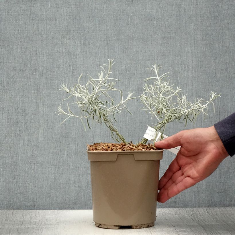 Example of Eremophila nivea - Eremophile soyeuse Pot de 3L/4L as you get in ete