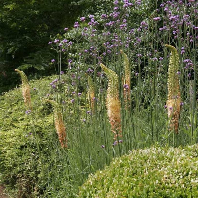 Eremurus Cléopatra - Lis des steppes (Plant habit)