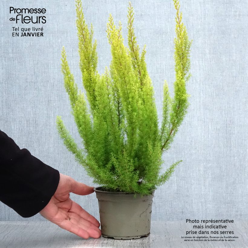 Example of Erica arborea Albert's Gold - Bruyère arborescente Pot de 1L/1,5L as you get in hiver
