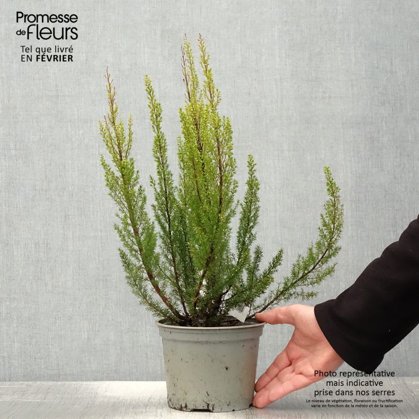 Example of Erica arborea Alpina - Bruyère arborescente Pot de 2L/3L as you get in hiver
