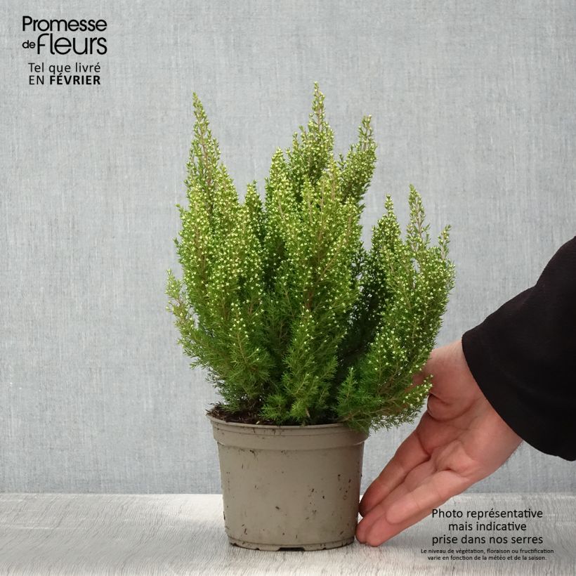 Example of Erica arborea Estrella Gold - Bruyère arborescente Pot de 1L/1,5L as you get in hiver