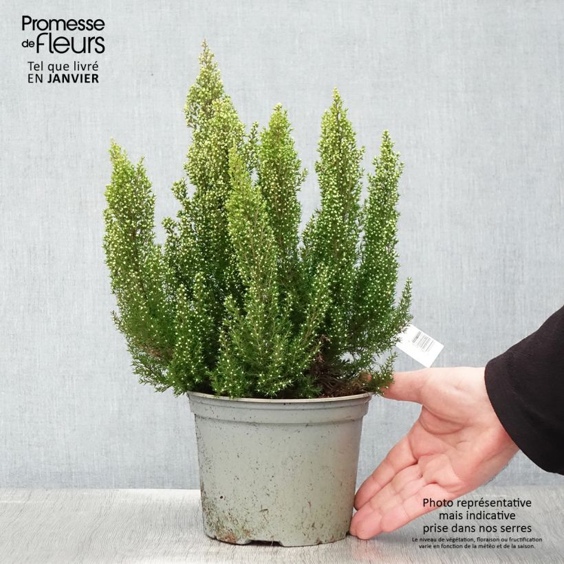 Example of Erica arborea Estrella Gold - Bruyère arborescente Pot de 2L/3L as you get in hiver
