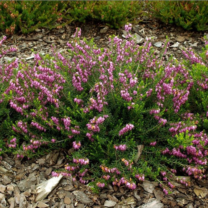 Bruyère d'hiver - Erica darleyensis Ghost Hills (Flowering)