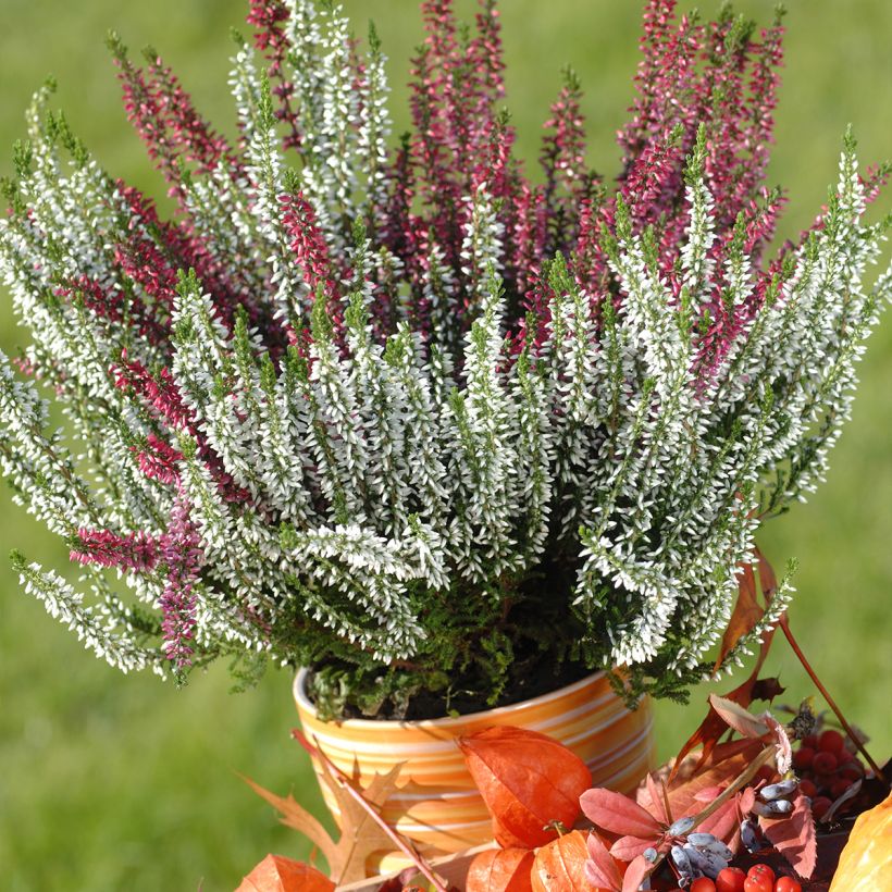 Bruyère d'hiver - Erica x darleyensis Trio (Plant habit)