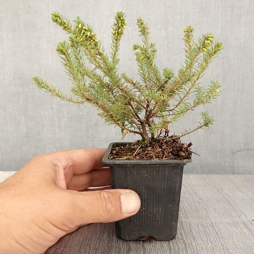 Example of Erica darleyensis Tyann - Bruyère d'hiver Godet de 8/9 cm as you get in ete