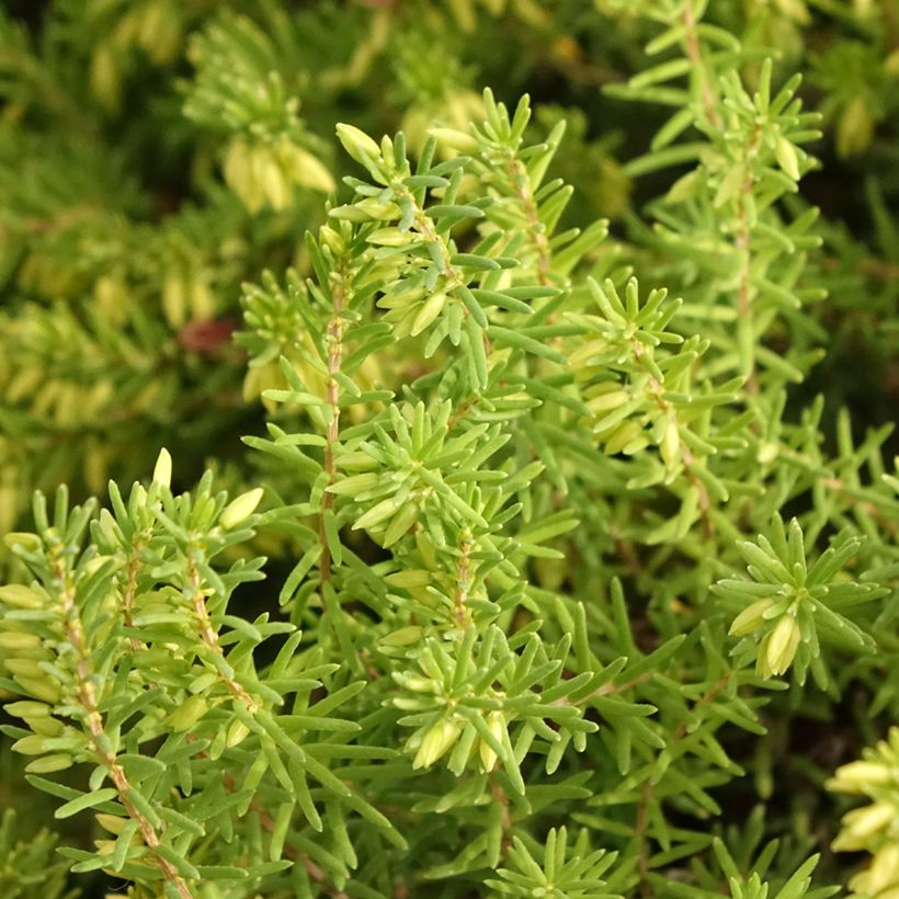 Erica darleyensis White Glow - Bruyère d'hiver (Foliage)