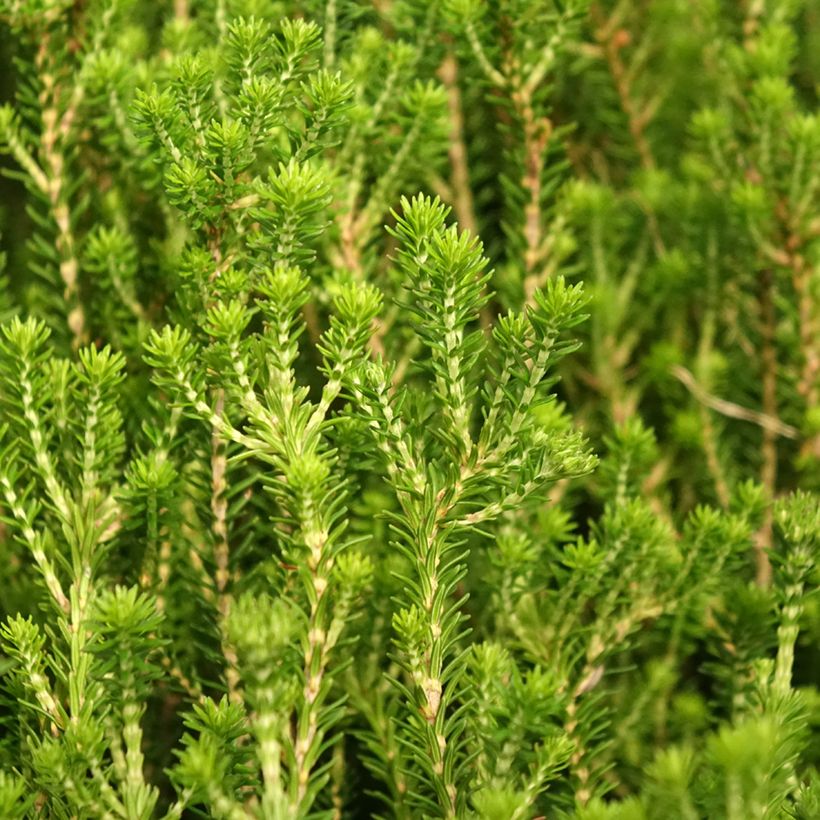 Erica terminalis - Bruyère de Corse (Foliage)