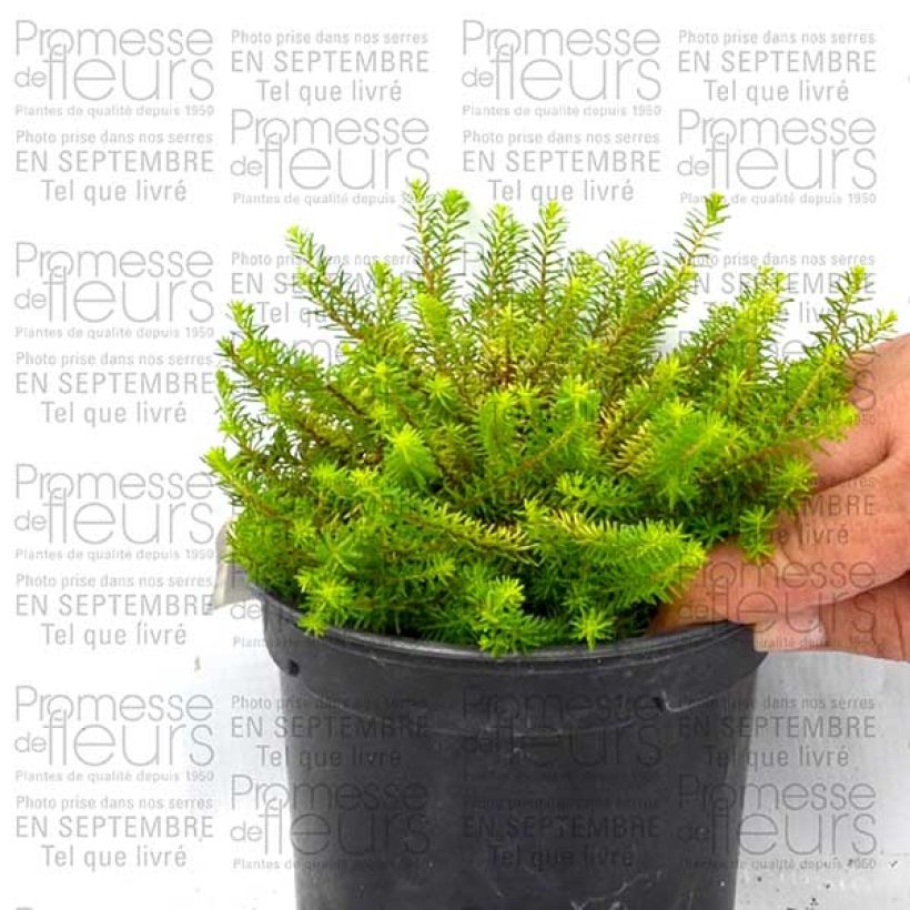 Example of Erica x darleyensis Eva Gold - Bruyère d'hiver Pot de 1L/1,5L as you get