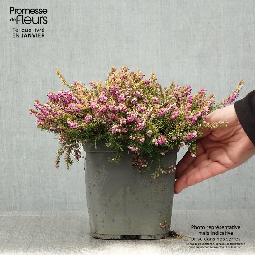Example of Erica x darleyensis Eva Gold - Bruyère d'hiver Pot de 3L/4L as you get in hiver