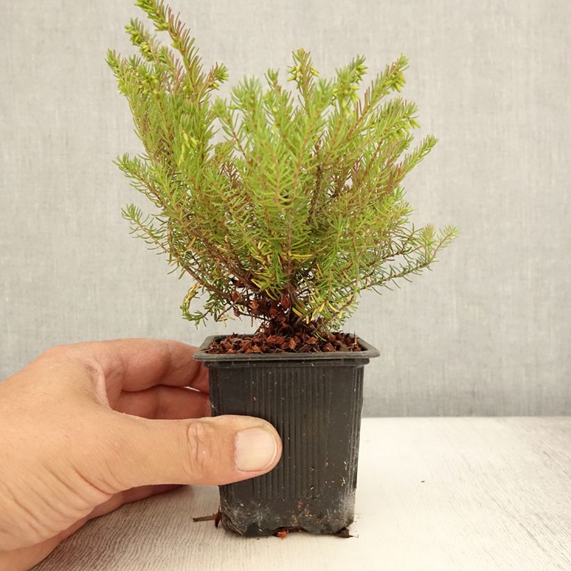 Example of Erica x darleyensis Spring Surprise, bruyère Godet de 8/9 cm as you get in ete