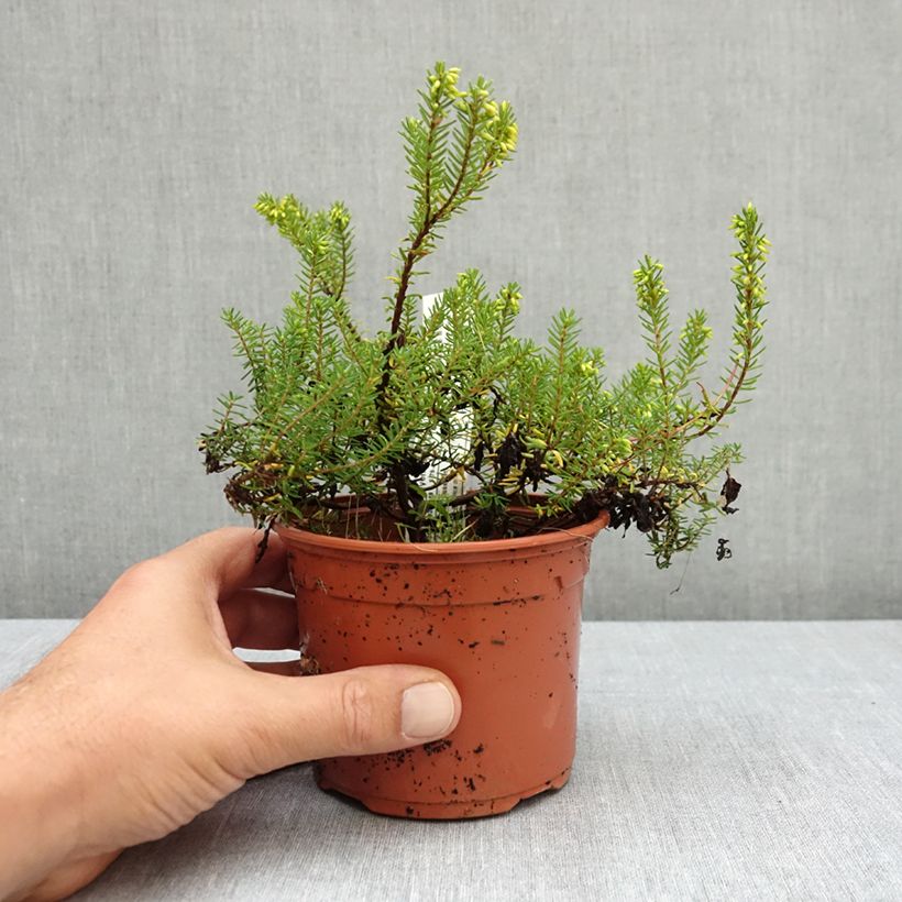 Example of Erica x darleyensis Winter Belles Katia - Bruyère d'hiver Pot de 1L/1,5L as you get in ete
