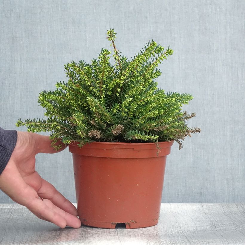 Example of Erica x darleyensis Winter Belles Katia - Bruyère d'hiver Pot de 2L/3L as you get in ete