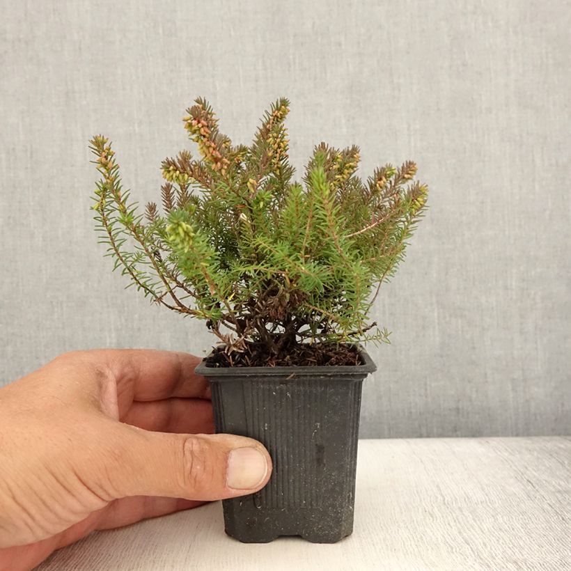 Example of Erica x darleyensis Winter Belles Phoebe, bruyère d'hiver Godet de 8/9 cm as you get in ete