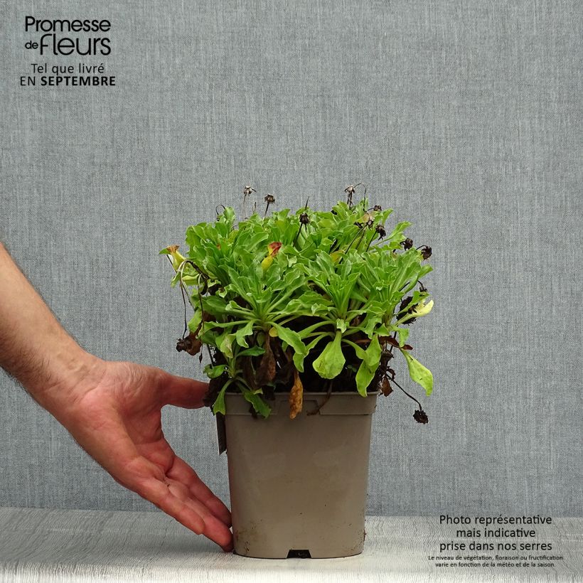 Example of Erigeron glaucus Sea Breeze - Vergerette glauque Pot de 2L/3L as you get in automne