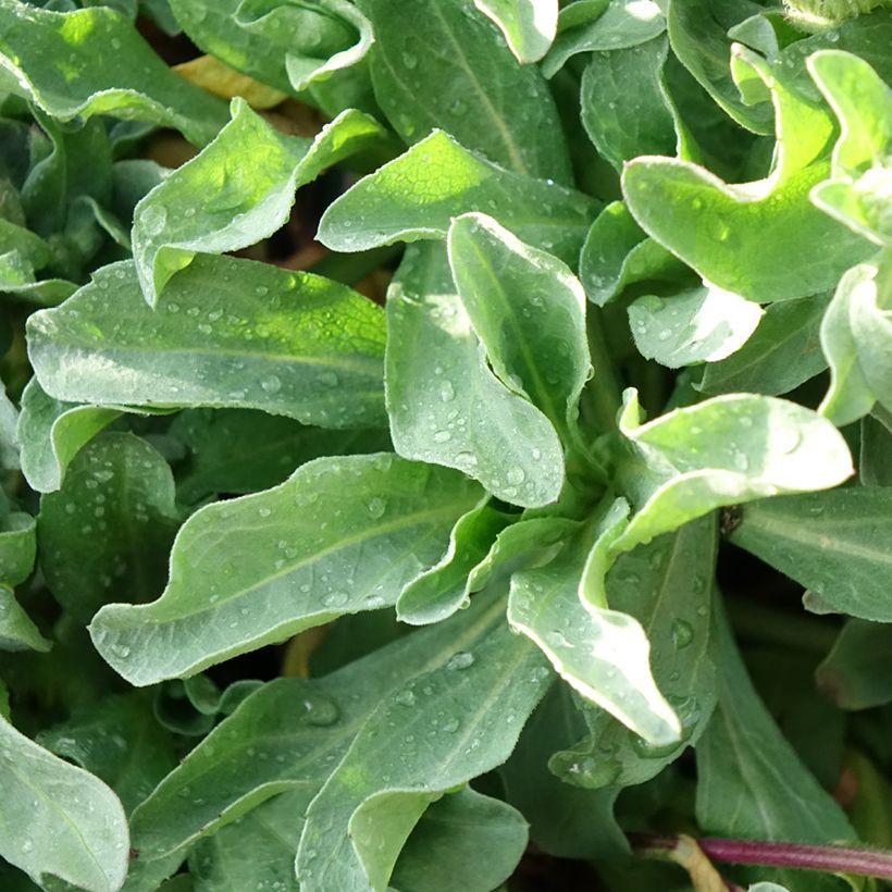 Erigeron glaucus Sea Breeze - Vergerette glauque (Foliage)