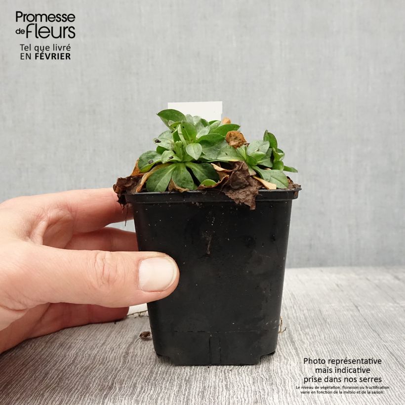Example of Erigeron glaucus - Vergerette glauque Godet de 8/9 cm as you get in hiver