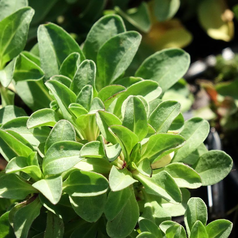 Erigeron glaucus - Vergerette glauque (Foliage)