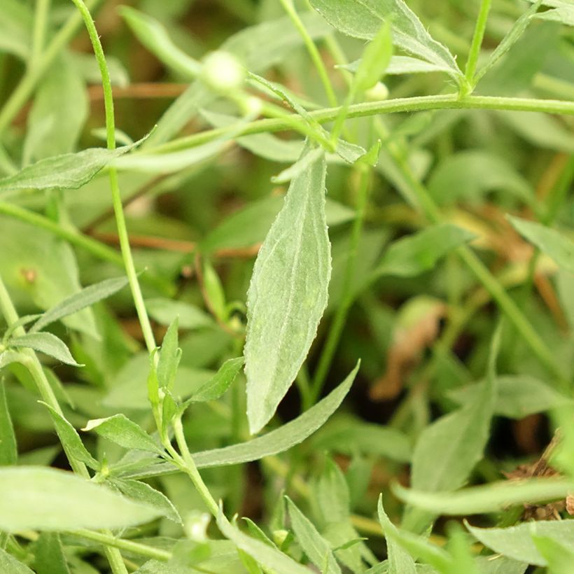 Erigeron karvinskianus Lavender Lady - Vergerette (Foliage)