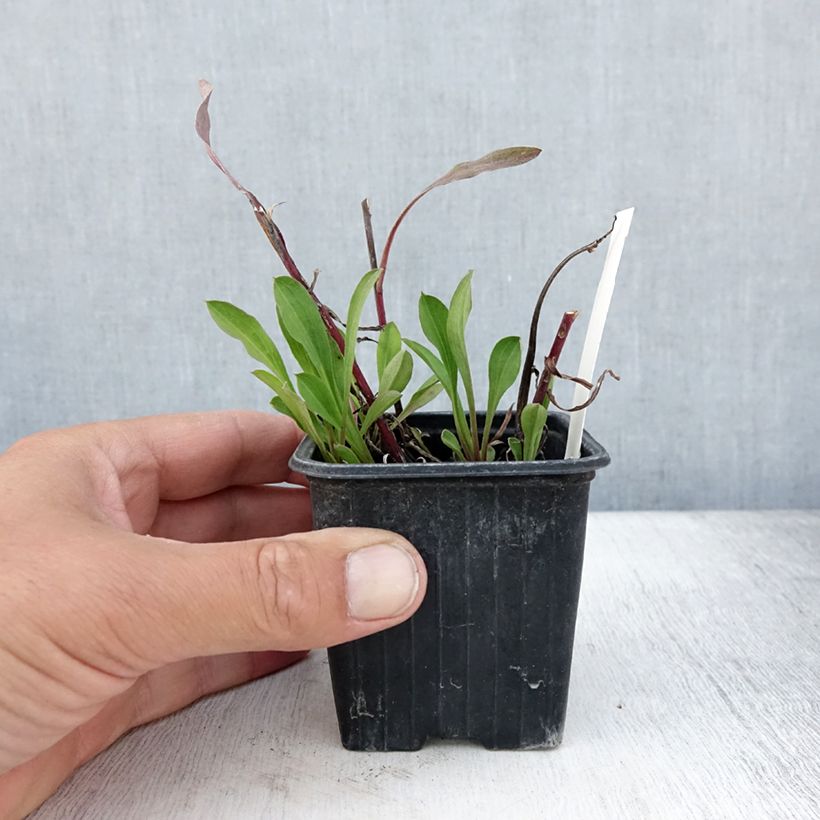 Example of Erigeron Sommerneuschnee - Vergerette de Californie.  Godet de 8/9 cm as you get in ete