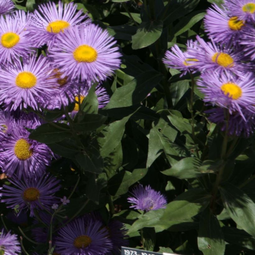Erigeron Strahlenmeer - Vergerette (Foliage)