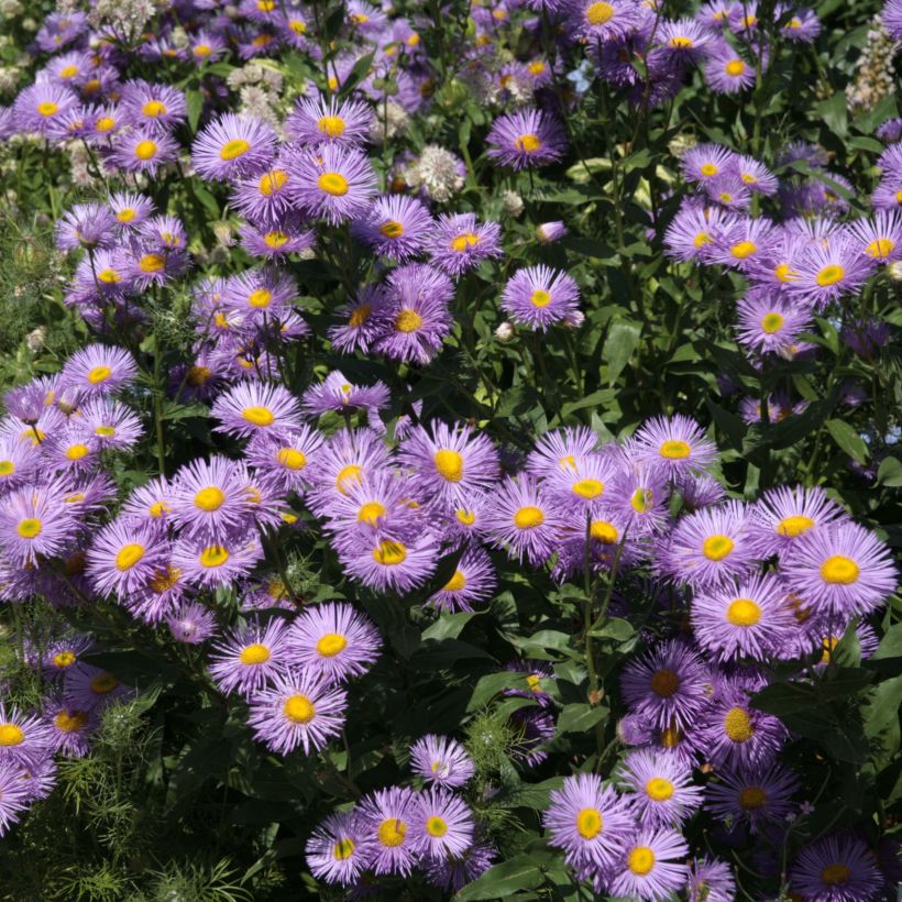 Erigeron Strahlenmeer - Vergerette (Flowering)