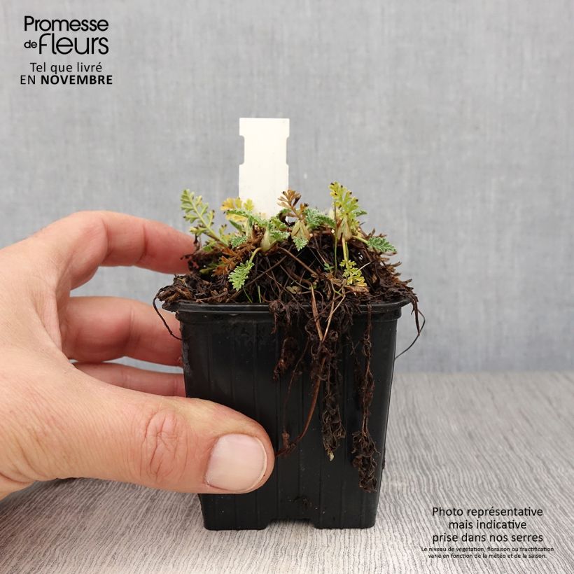 Example of Erodium chrysanthum Godet de 8/9 cm as you get in automne