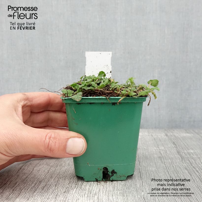 Example of Erodium variabile Album - Bec de héron Godet de 8/9 cm as you get in hiver