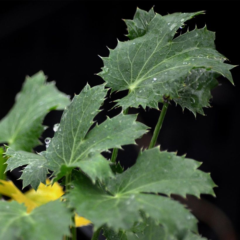 Eryngium Jos Eijking® - Eryngium 'Sapphire Blue' - Panicaut (Foliage)