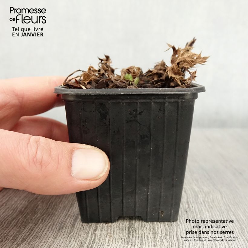 Example of Eryngium Lapis Blue - Panicaut maritime Godet de 8/9 cm as you get in hiver