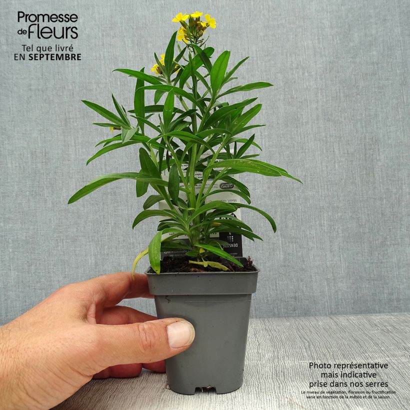 Example of Erysimum alpinum - Fausse giroflée des Alpes Godet de 8/9 cm as you get in automne