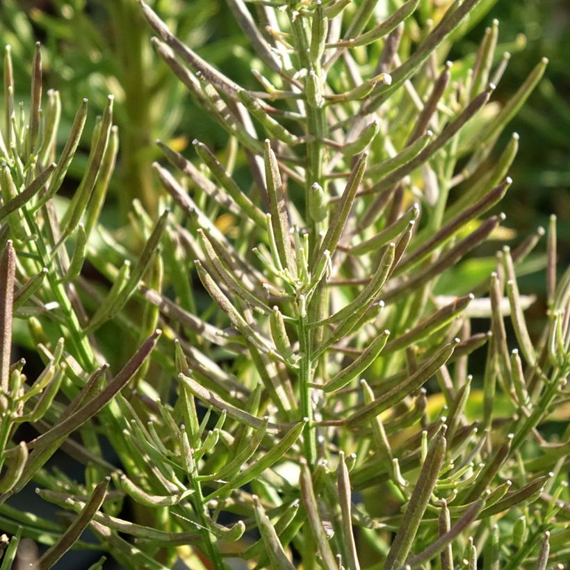 Erysimum alpinum - Fausse giroflée des Alpes (Foliage)