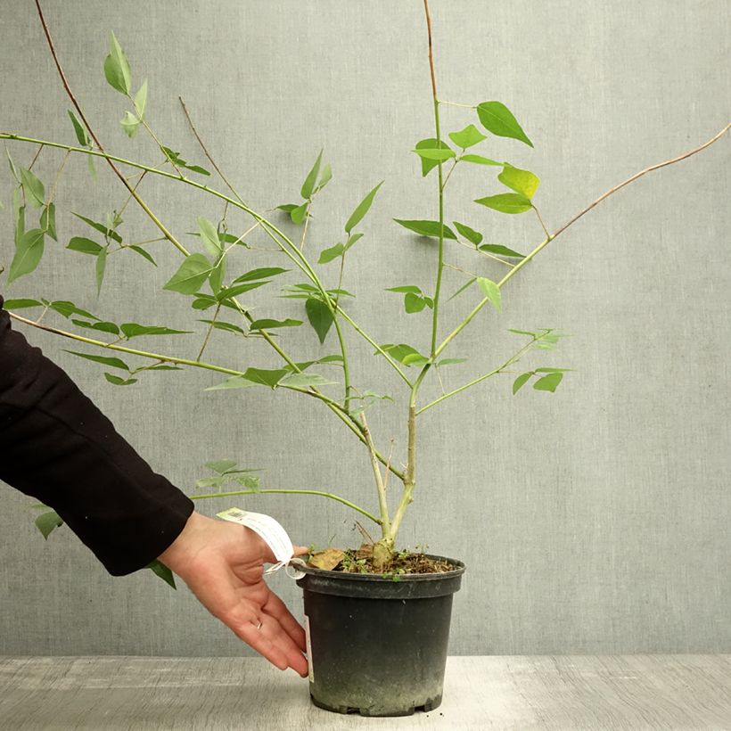 Example of Erythrina Amélie Jeckert Pot de 3L/4L as you get in automne