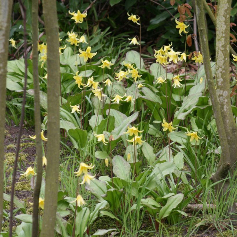 Erythronium Pagoda (Plant habit)