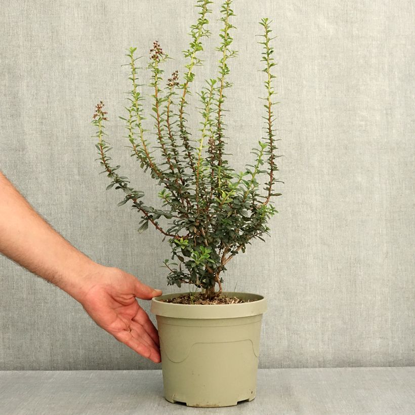 Example of Escallonia rubra Red Tower Pot de 3L/4L as you get in ete