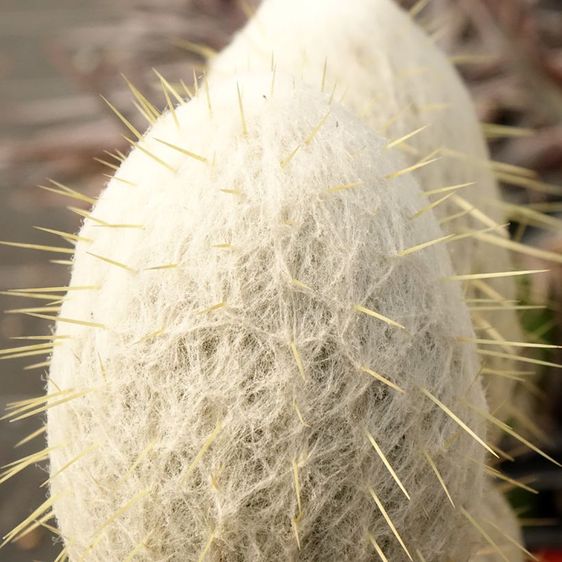 Espostoa churinensis - Cactus cierge (Foliage)