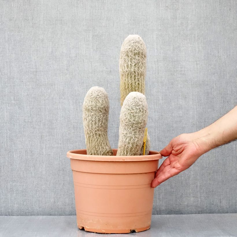 Example of Espostoa churinensis - Cactus cierge Pot de 7,5L/10L as you get in automne