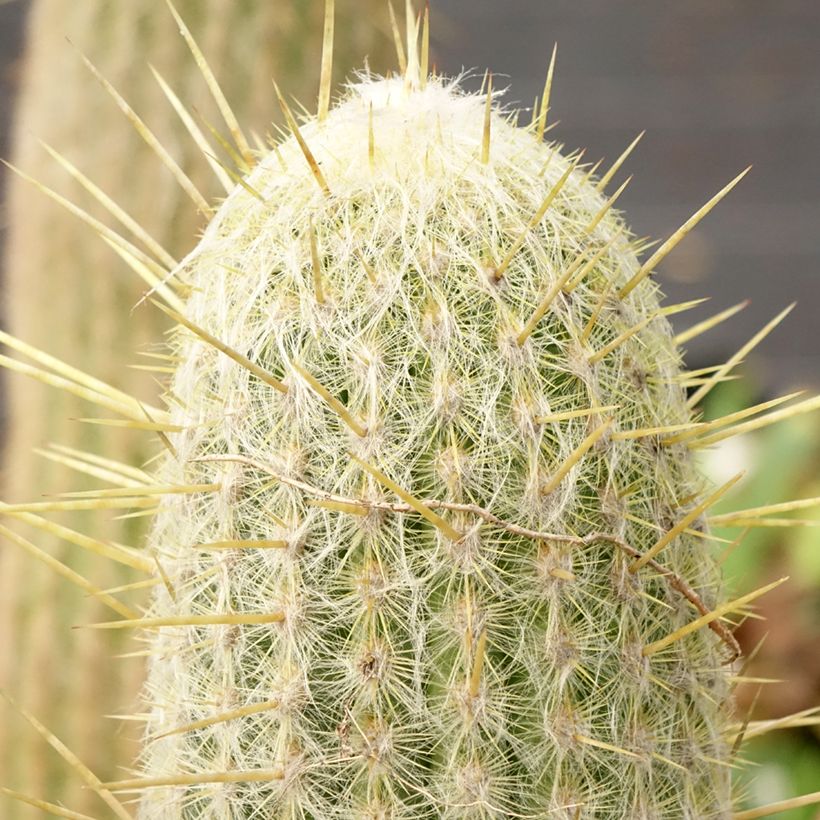 Espostoa lanata - Cactus cierge (Foliage)
