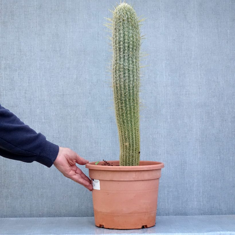 Example of Espostoa lanata - Cactus cierge Pot de 7,5L/10L as you get in automne