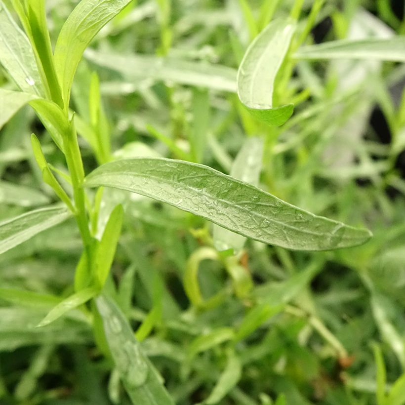 Estragon vrai en plant BIO (Foliage)