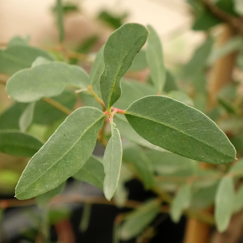 Eucalyptus archeri - Gommier alpin, Eucalyptus d'Archer (Foliage)
