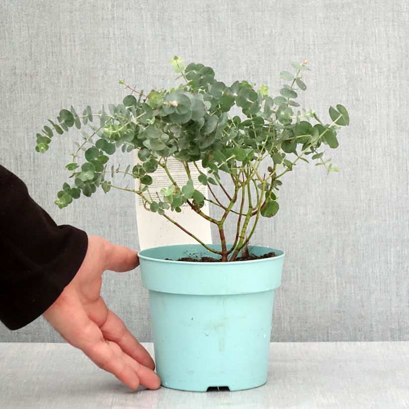 Example of Eucalyptus Baby Blue - Gommier argenté Pot de 1L/1,5L as you get in hiver